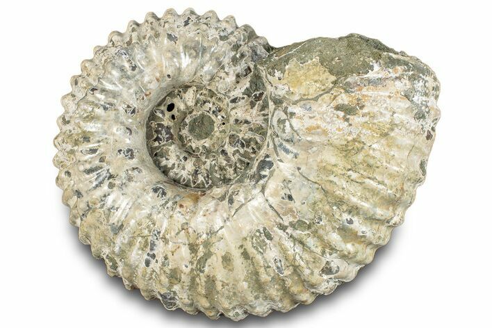 Bumpy Ammonite (Douvilleiceras) Fossil - Madagascar #289095